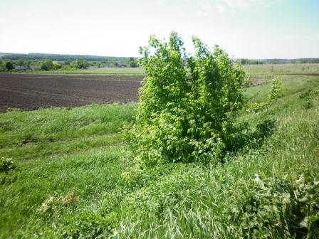 почва для садоводства